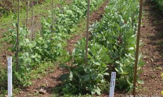 蚕豆种植时间和方法一棵要种几粒 蚕豆的种植方法